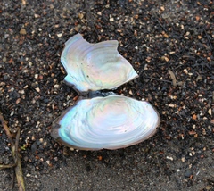 Sinanodonta woodiana