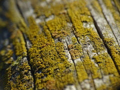 Candelariella efflorescens