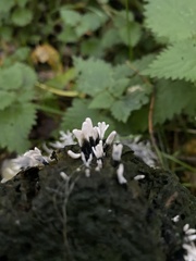Xylaria hypoxylon