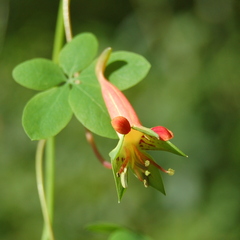 Tropaeolum pentaphyllum
