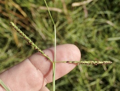 Paspalum vaginatum
