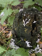 Xylaria hypoxylon
