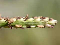 Paspalum vaginatum