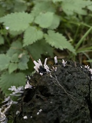 Xylaria hypoxylon