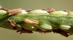 Paspalum vaginatum