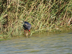 Porphyrio porphyrio