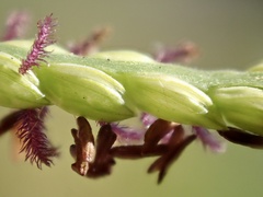 Paspalum vaginatum