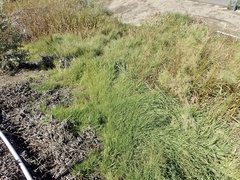 Paspalum vaginatum