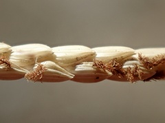 Paspalum vaginatum