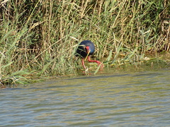 Porphyrio porphyrio