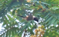 Philodice mitchellii