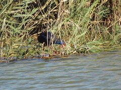 Porphyrio porphyrio
