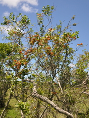 Maytenus dasyclados