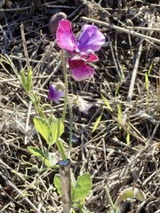 Lathyrus odoratus