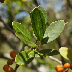 Maytenus dasyclados