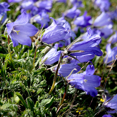 Campanula tridentata