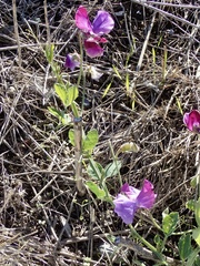 Lathyrus odoratus