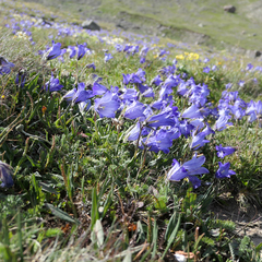 Campanula tridentata