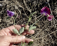 Lathyrus odoratus