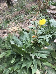 Oenothera rubricaulis