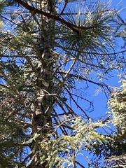 Pinales