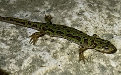 Triturus pygmaeus