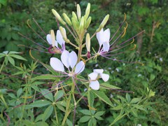 Tarenaya longicarpa