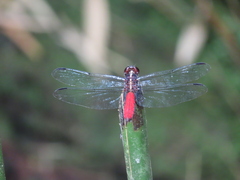 Libellula herculea