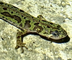 Triturus pygmaeus