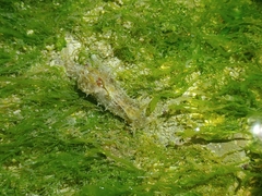 Stylocheilus striatus