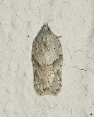 Acleris logiana