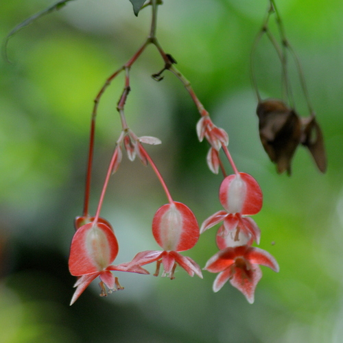 Image of Begonia radicans by (c) vinicius_s_domingues, some rights reserved (CC BY)