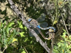 Rhionaeschna diffinis