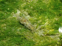 Stylocheilus striatus