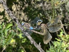 Rhionaeschna diffinis