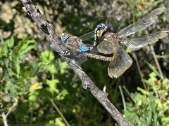 Rhionaeschna diffinis