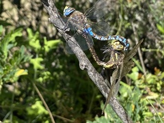 Rhionaeschna diffinis