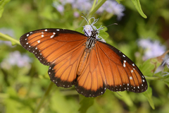 Danaus eresimus montezuma