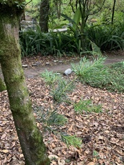 Podocarpus sprucei