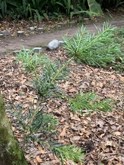Podocarpus sprucei