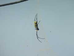 Trichonephila turneri