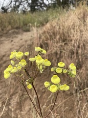 Calceolaria corymbosa