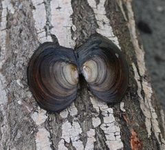 Sinanodonta woodiana