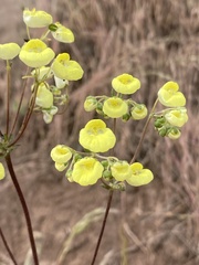 Calceolaria corymbosa