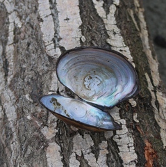 Sinanodonta woodiana