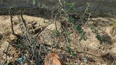 Dunalia brachyacantha