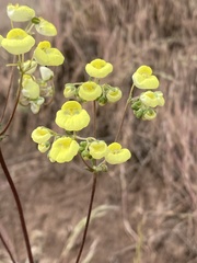 Calceolaria corymbosa