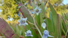 Conanthera parvula