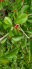 Ilex decidua