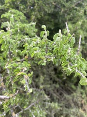 Porlieria chilensis